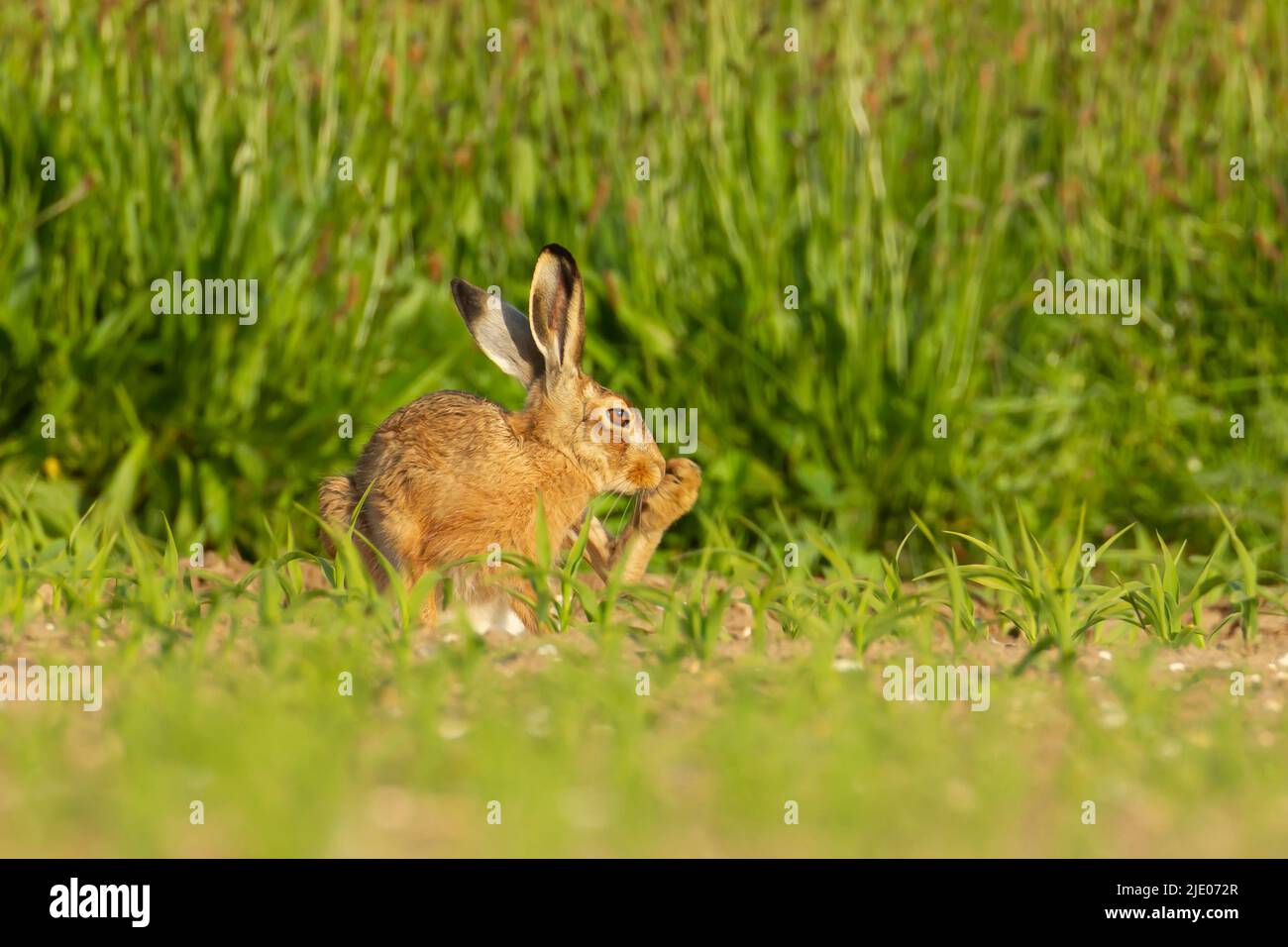European brown hare (Lepus europaeus) adult washing its foot in a maize crop, Norfolk, England, United Kingdom Stock Photo