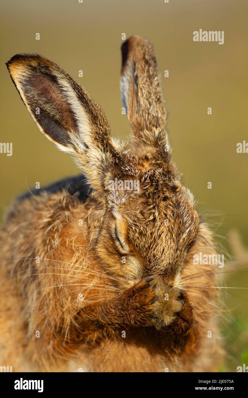 European brown hare (Lepus europaeus) adult washing its face, Suffolk, England, United Kingdom Stock Photo