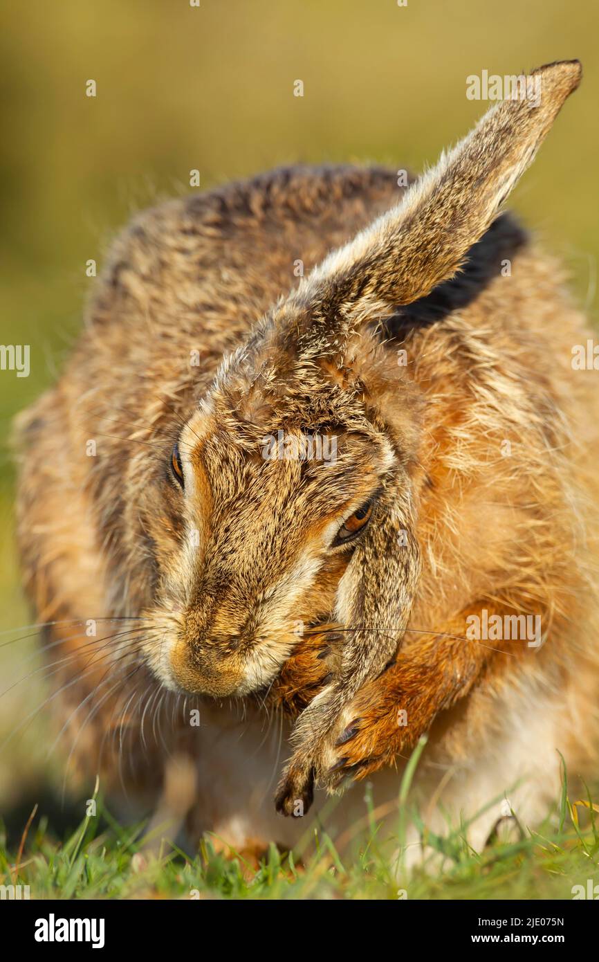 European brown hare (Lepus europaeus) adult washing its ear, Suffolk, England, United Kingdom Stock Photo