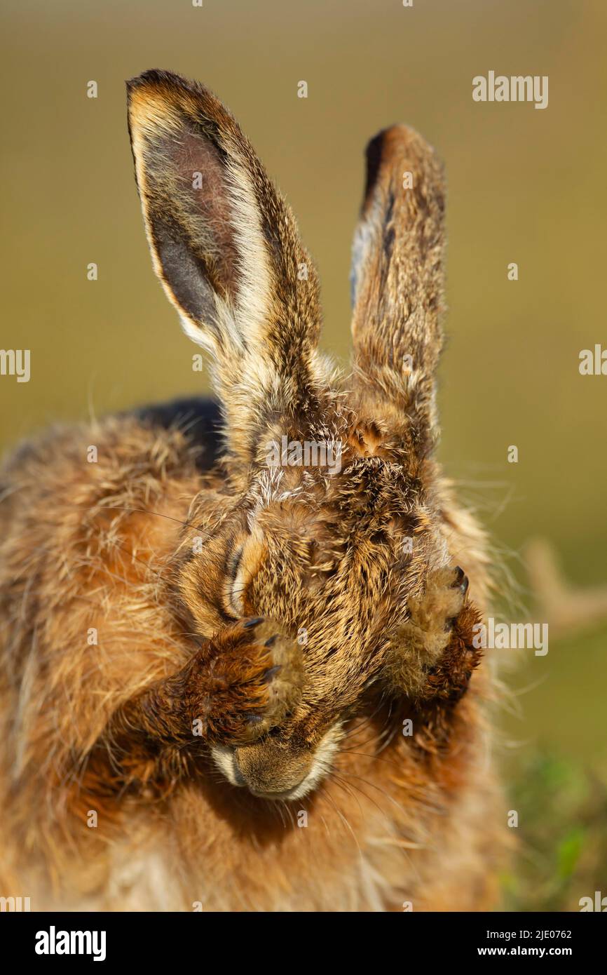 European brown hare (Lepus europaeus) adult washing its face, Suffolk, England, United Kingdom Stock Photo