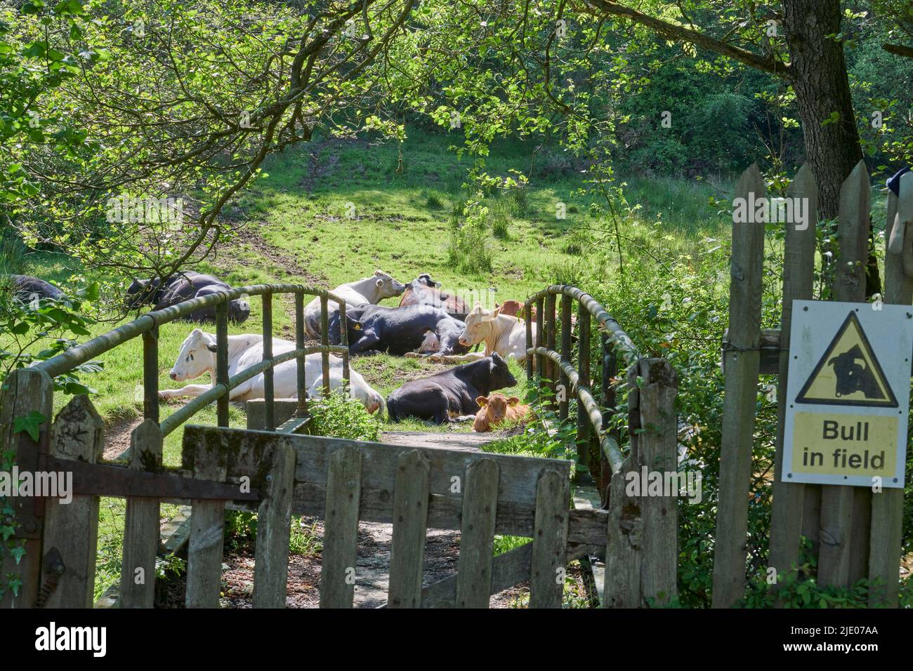 Cows sleeping on the sun, Levisham, North Yorkshire Moors National Park, Northern England, UK Stock Photo