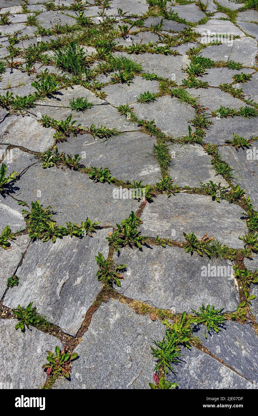 Weeds between natural stone slabs, Allgaeu, Bavaria, Germany Stock Photo