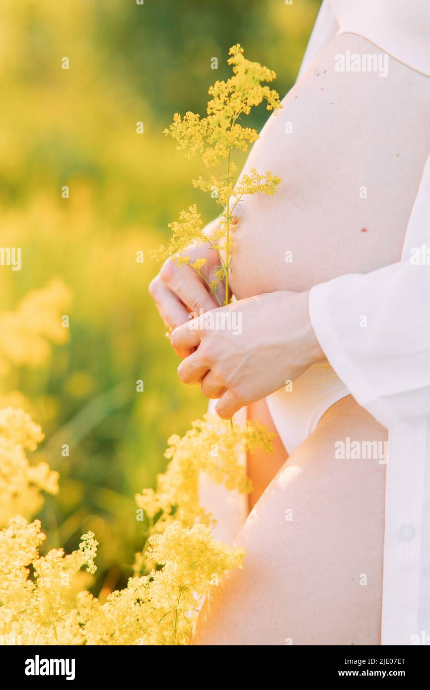 Pregnant woman stands in unbuttoned white shirt and bikini on meadow among yellow flowers. Closeup view to her tummy. Stock Photo