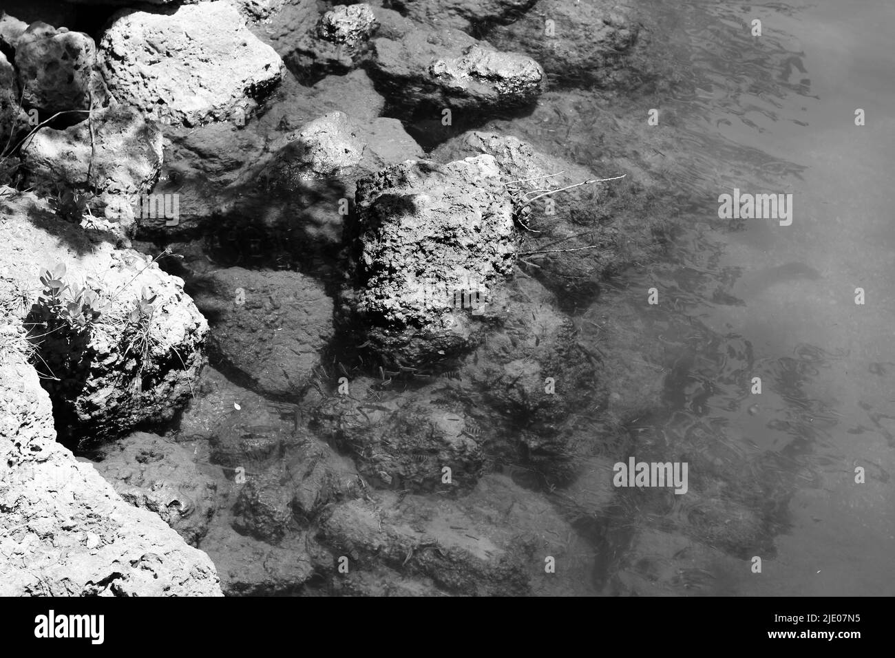 The rocky shore along a pond with fresh clear water in black and white ...