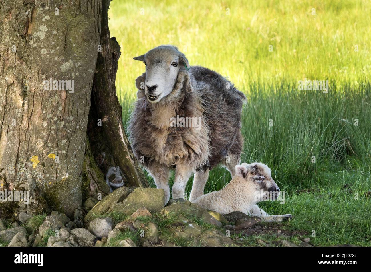 Herdwick Sheep and her Lamb Standing in the Shade of a Tree, UK Stock Photo