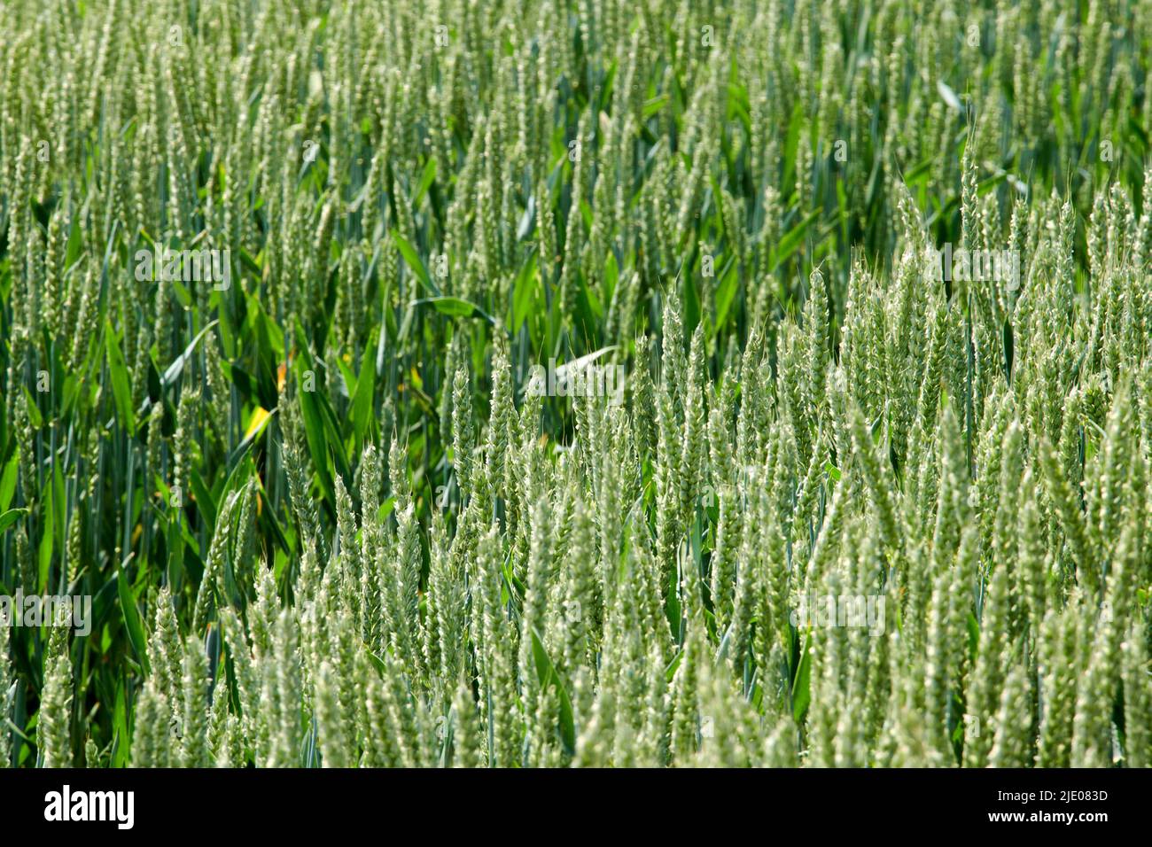 Wheat ripping, North Yorkshire, UK Stock Photo