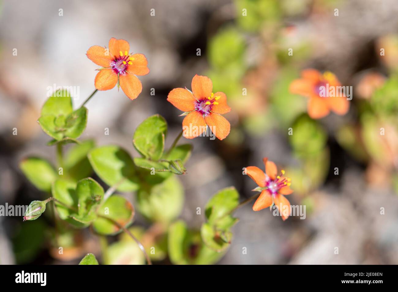 Scarlet pimpernel (Anagallis arvensis), small red wildflowers, an arable weed, flowering in summer, Hampshire, England, UK Stock Photo