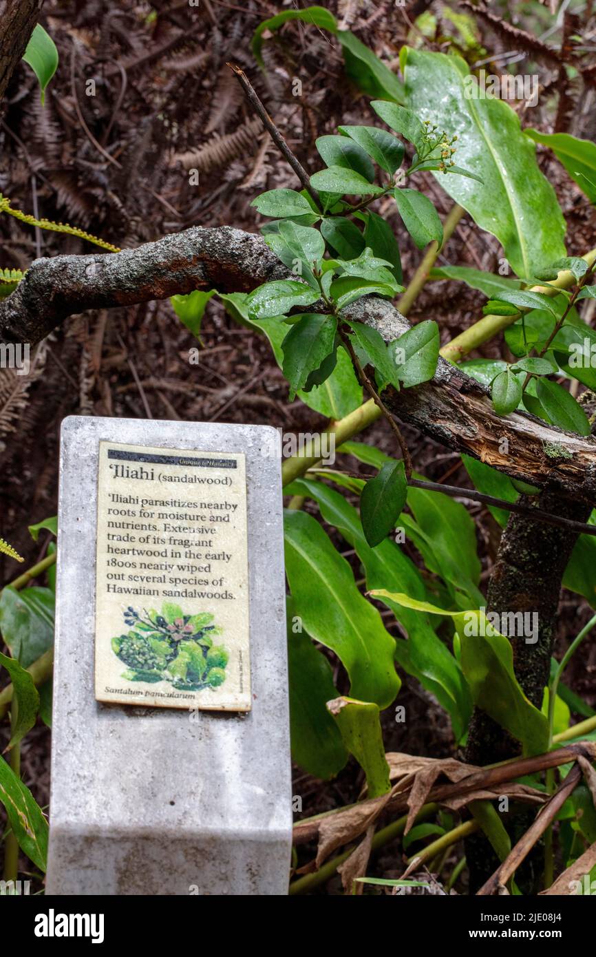 Iliahi, Hawaiian Sandalwood Sandalwood Tree (Santalum sp.), with plaque, Halemaumau Hiking Trail, Hawai'i Volcanoes National Park, Big Island Stock Photo