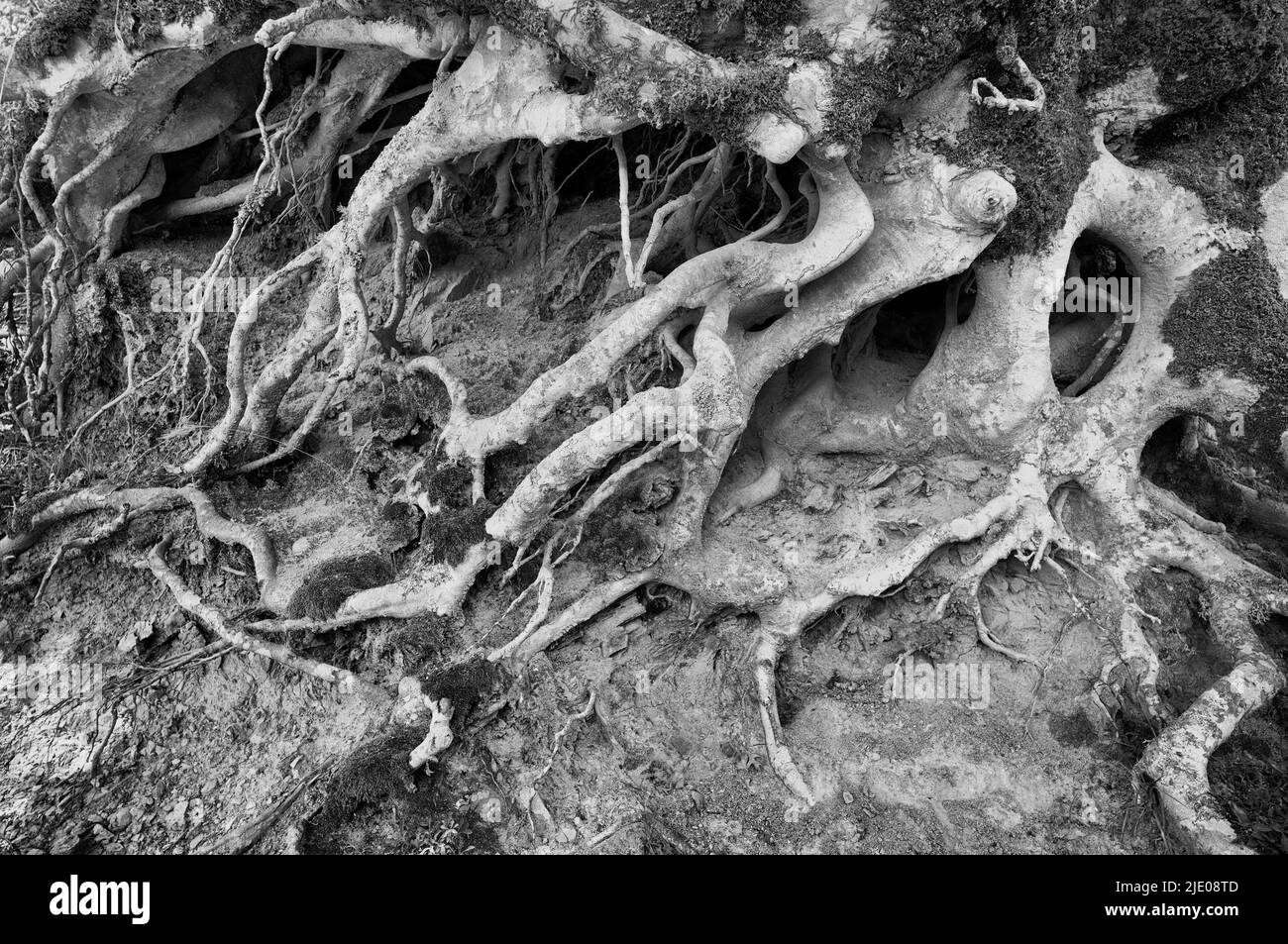 Roots of holm oaks (Quercus ilex) Sicily, Italy Stock Photo