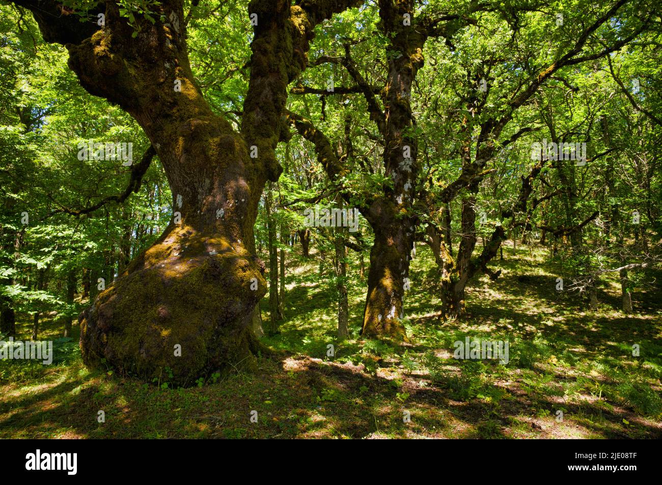 Stone oaks in the Riserva Naturale Orientata Bosco di Malabotta, holm oaks (Quercus ilex) Sicily, Italy Stock Photo