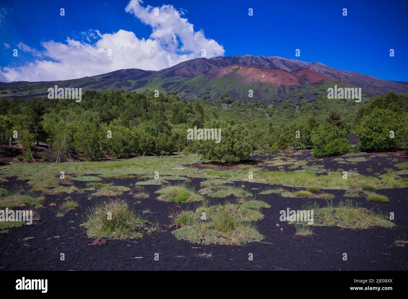, Astragalus siculus,, a plant endemic to Sicily, circular trail around Monti Sartorius, Etna volcano with eruption cloud, Sicily, Italy Stock Photo