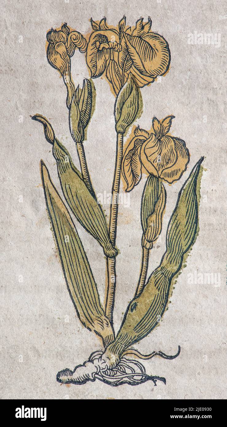 Iris (Iris spuria), hand-coloured woodcut from Kraeuterbuch oder Kreuter-Buch by Adam Lonicer, Frankfurt am Main, 1562 Stock Photo