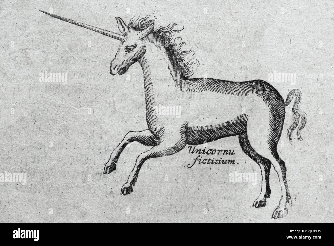 Unicorn, copperplate engraving from Museum Museorum, Oder Vollstaendige Schau-Buehne Aller Materialien und Specereyen, Nebst deren Natuerlichen Stock Photo