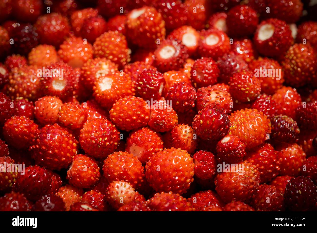 Full frame close up of pile of fresh ripe red wild strawberries harvested from garden in summer Stock Photo
