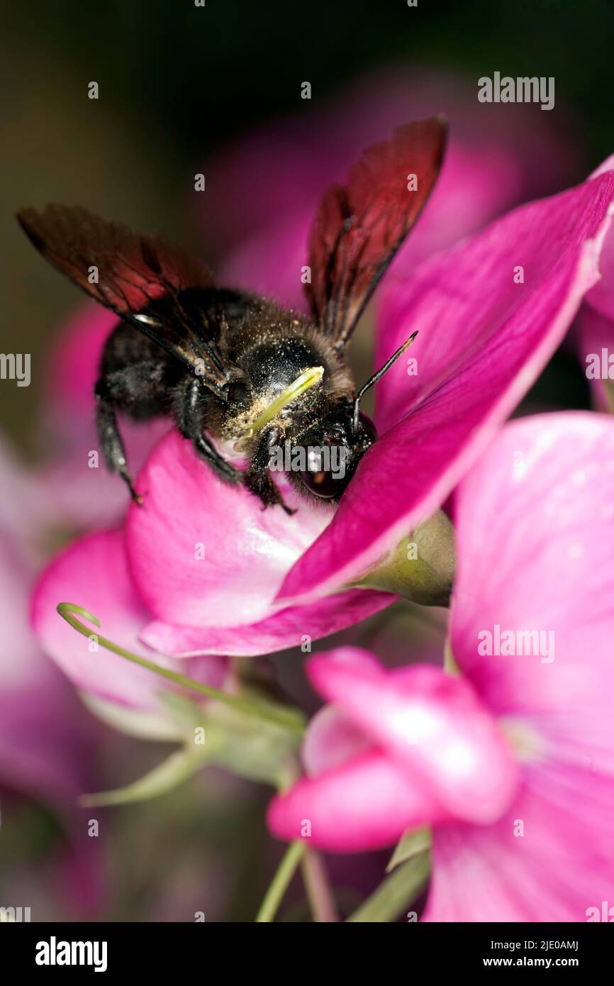 Large wood bee (Xylocopa violacea) on a flower of broadleaved