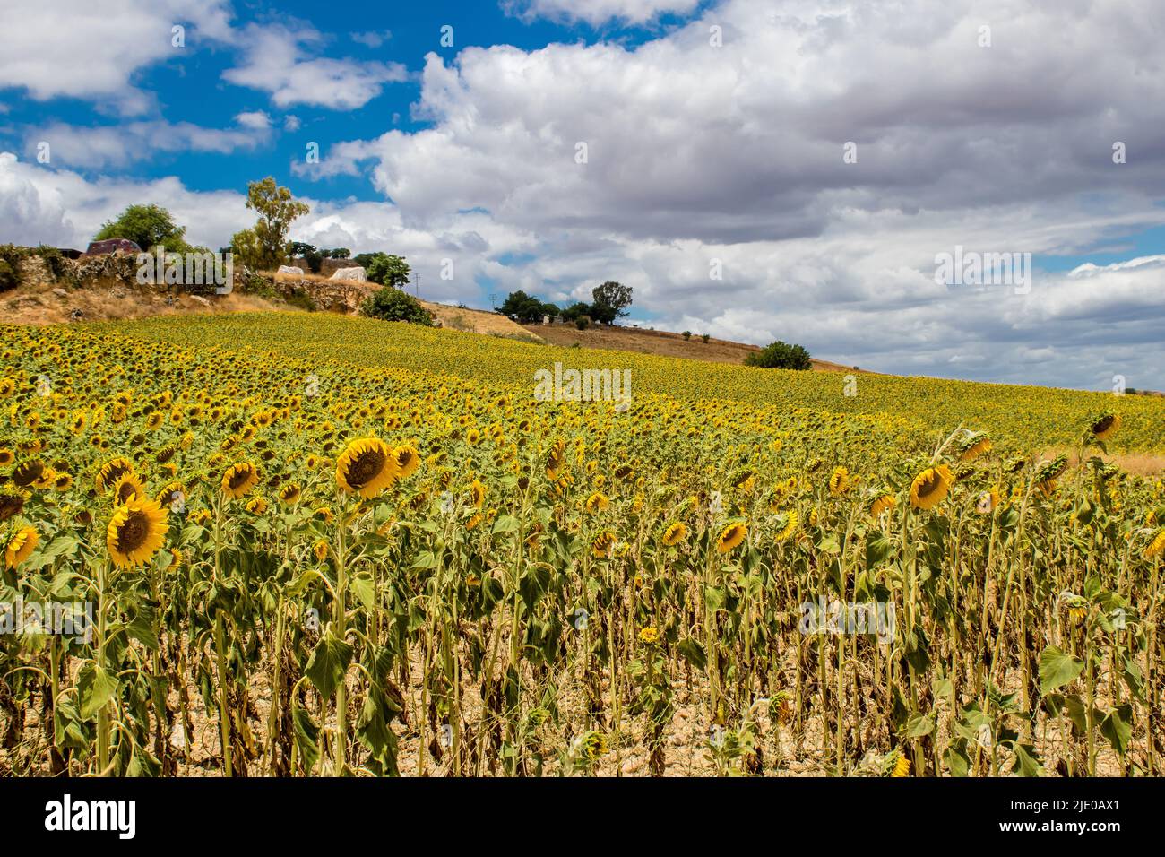 Landscape and nature in south Spain during summer time, Spain is home 