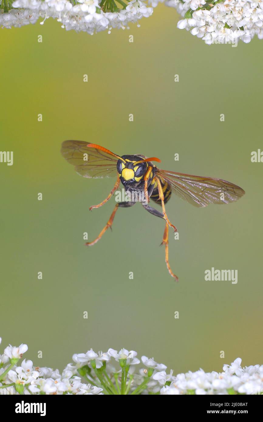 House field wasp (Polistes dominula), in flight, highspeed nature photo, over common ground elder (Aegopodium podagraria), Siegerland, North Stock Photo