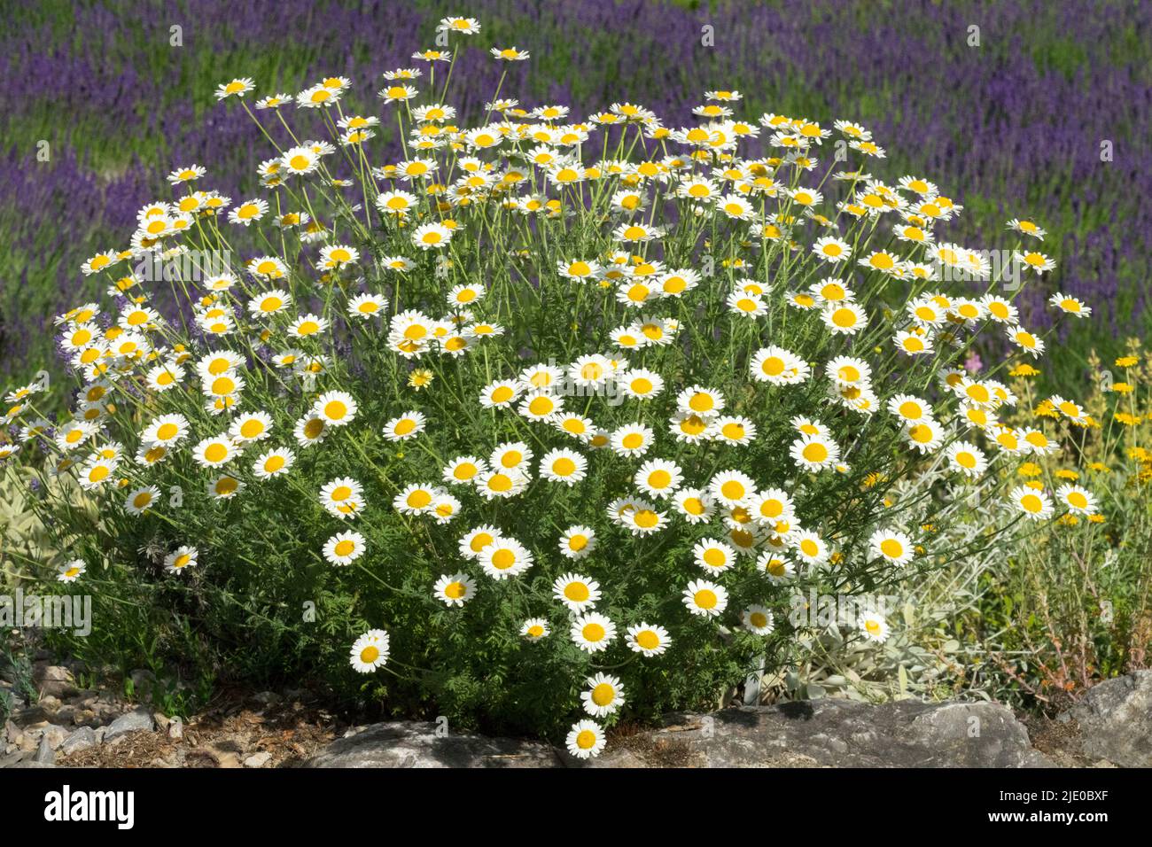 Golden Marguerite, Anthemis tinctoria 'Susanna Mitchell', Ox-eye Chamomile, Garden, Flowers Stock Photo