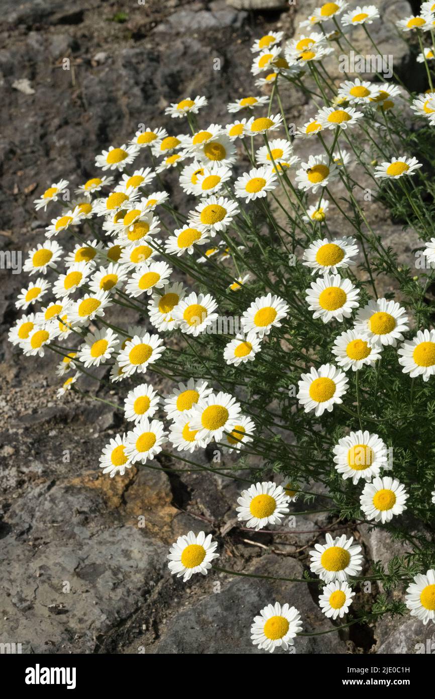Golden Marguerite, Ox-eye Chamomile, Anthemis tinctoria 'Susanna Mitchell' White, Flowers, Garden, Border, Summer Stock Photo