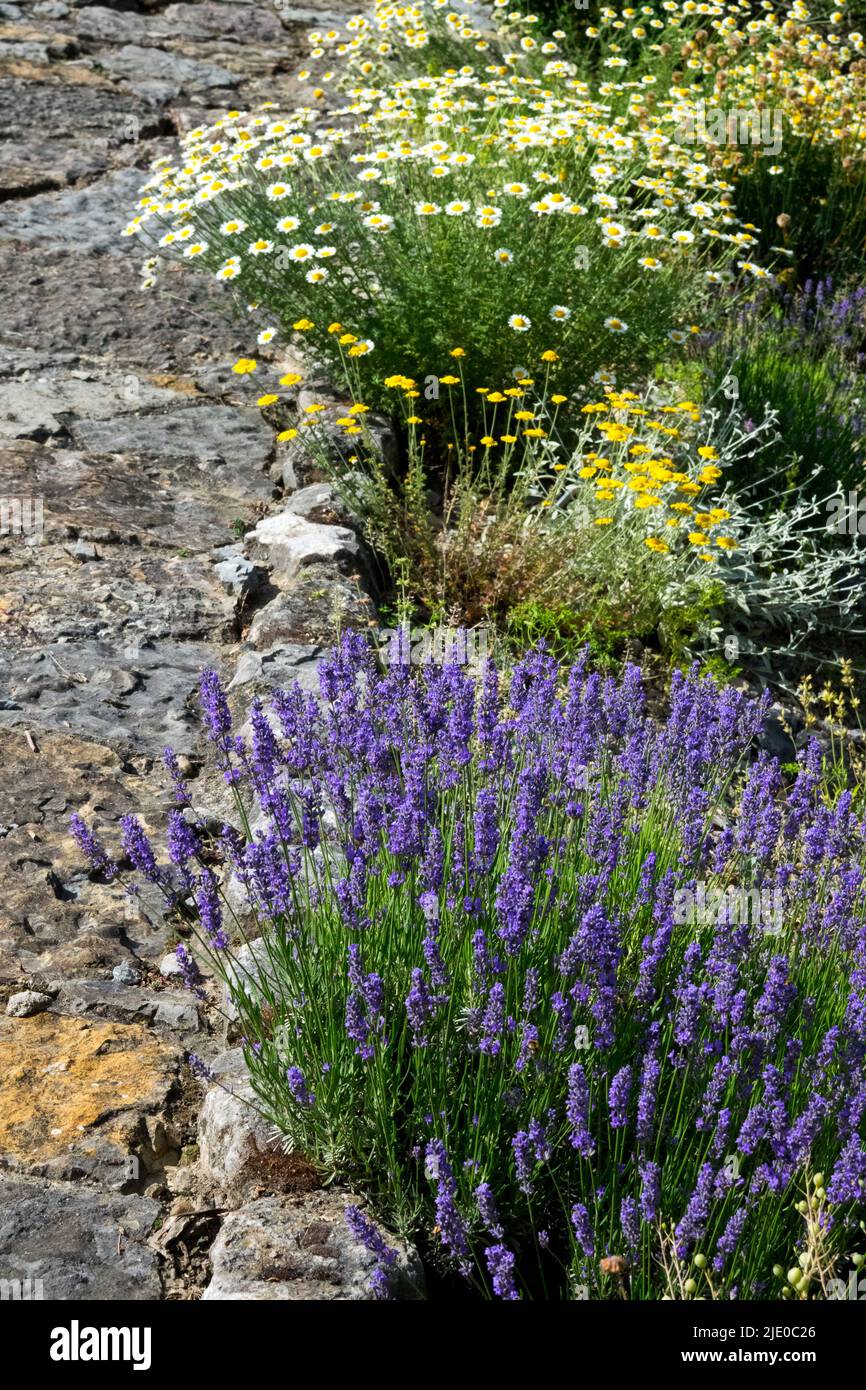 Flowers lining garden path Cota or Anthemis tinctoria Lavender Blue Lavandula sidewalk Stock Photo
