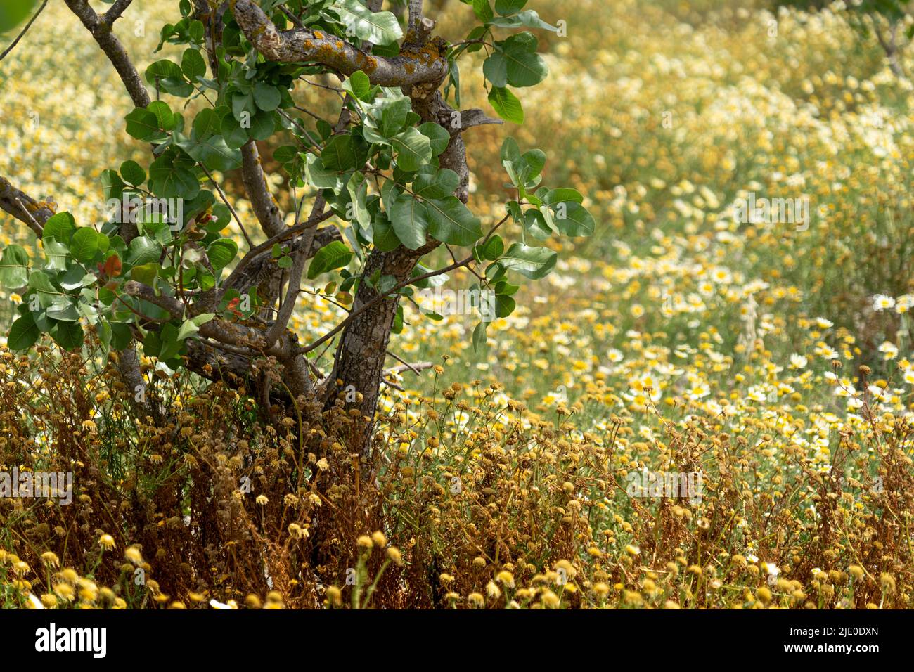 Chamomile growing in abundance in an old olive grove in Megalochori on Santorini island Stock Photo