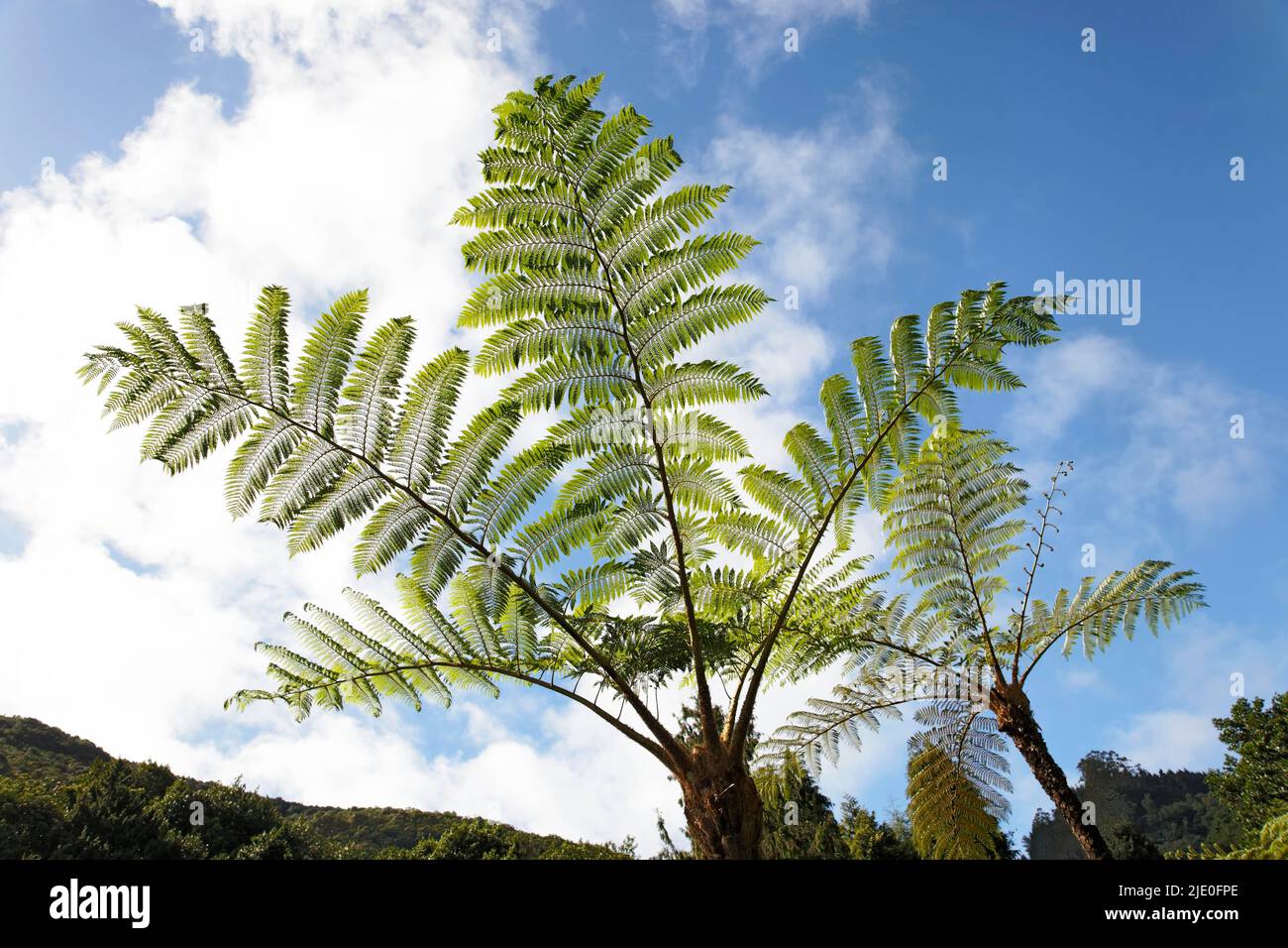 Tree fern (Cyathea spp.), Ribeiro Frio, Madeira, officially Autonomous Region of Madeira, Island, Archipelago of Macaronesia, Portugal Stock Photo