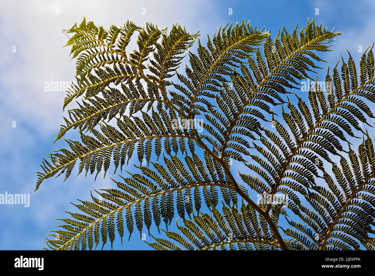 Leaf tree fern (Cyathea spp.), Ribeiro Frio, Madeira, officially Autonomous Region of Madeira, Island, Archipelago of Macaronesia, Portugal Stock Photo