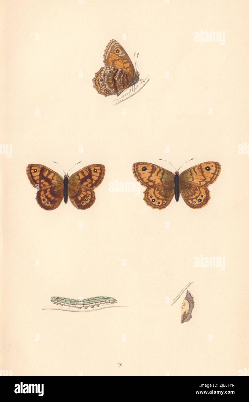 BRITISH BUTTERFLIES. Gate-Keeper. MORRIS 1865 old antique print picture Stock Photo