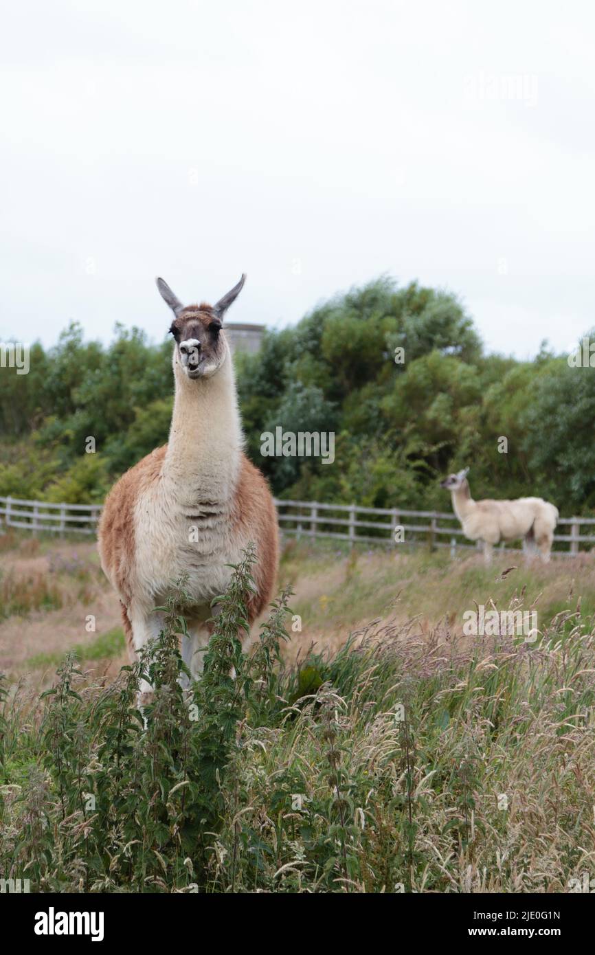 Llamas in a field at Mullion Cover in Cornwall Stock Photo Alamy