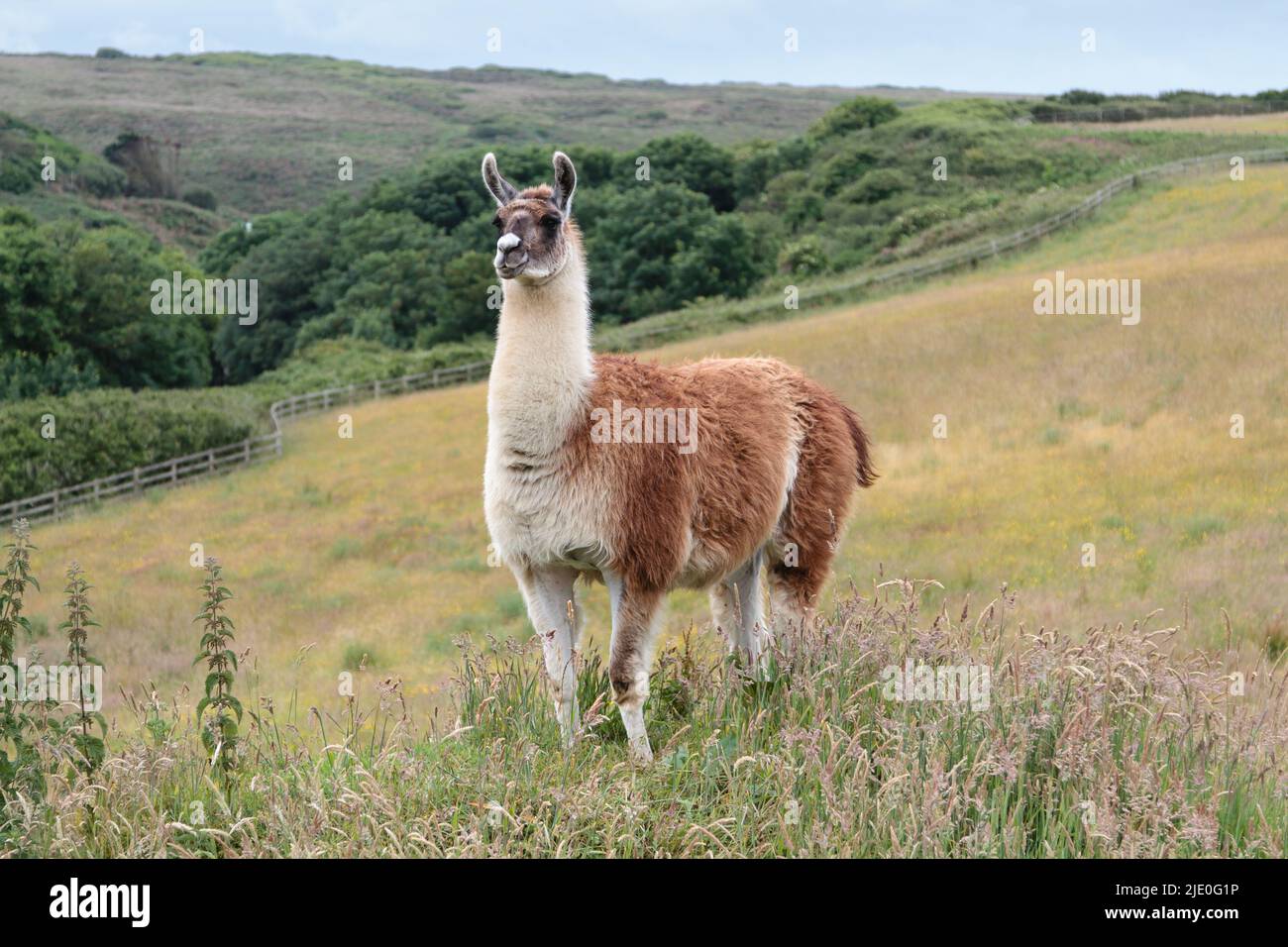 Llamas in a field at Mullion Cover in Cornwall Stock Photo Alamy