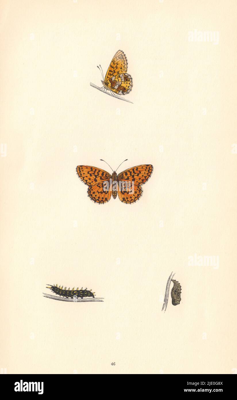 BRITISH BUTTERFLIES. Small Pearl-bordered Fritillary. MORRIS 1865 old print Stock Photo