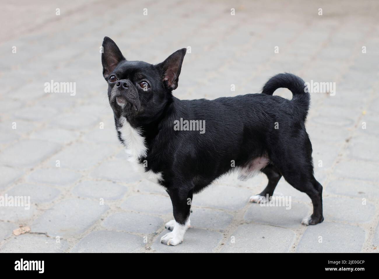 Little black dog on the pavement Stock Photo - Alamy