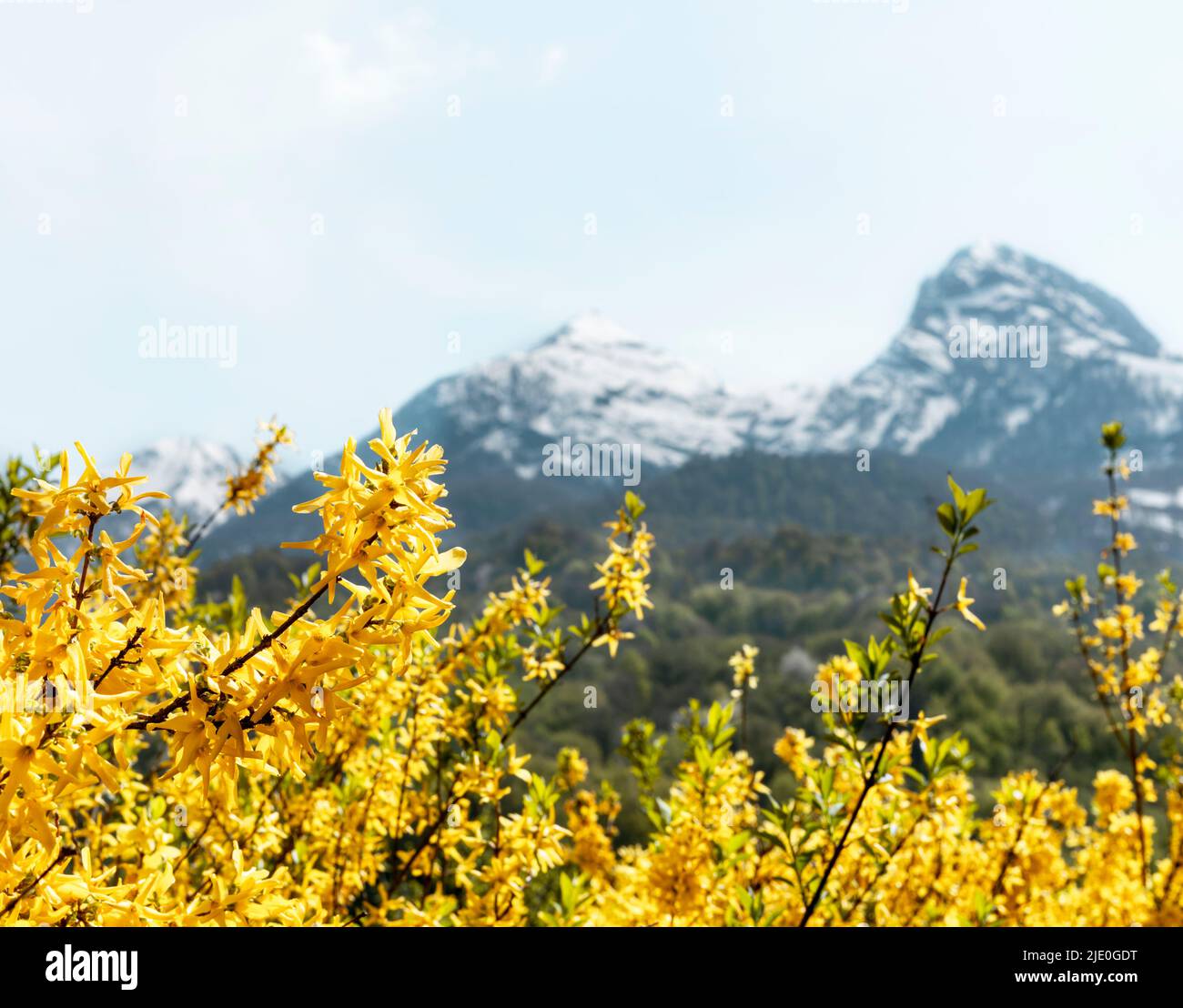 spring or summer landscape flowering plant with yellow forsythia flowers against snow capped mountain peaks and blue sky beauty in nature Stock Photo