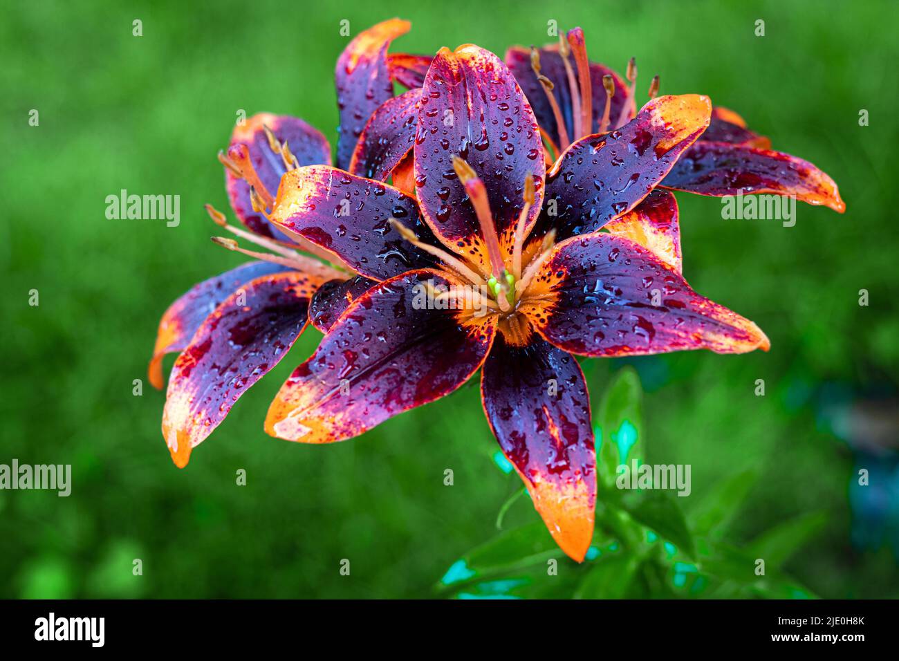 Dark Purple and orange beautiful lily flower bloom closeup with rain water drop Lilium lanciifolium Stock Photo