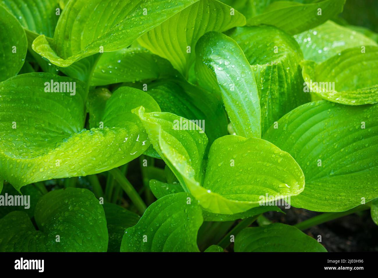 Bush Hosta Sum and Substance  - plant closeup perennial giant hosta garden plant Stock Photo