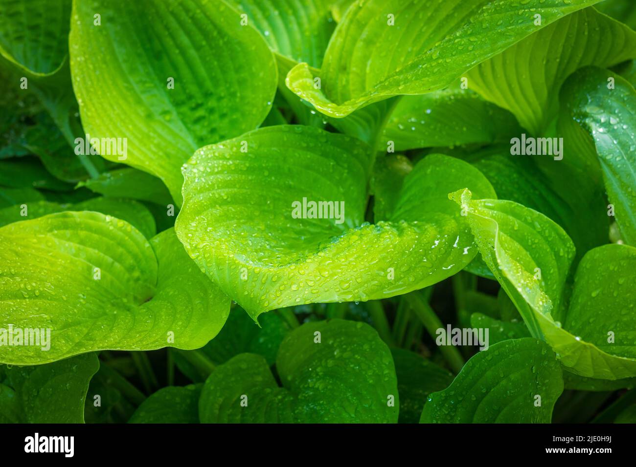 Bush Hosta Sum and Substance  - plant closeup perennial giant hosta garden plant Stock Photo