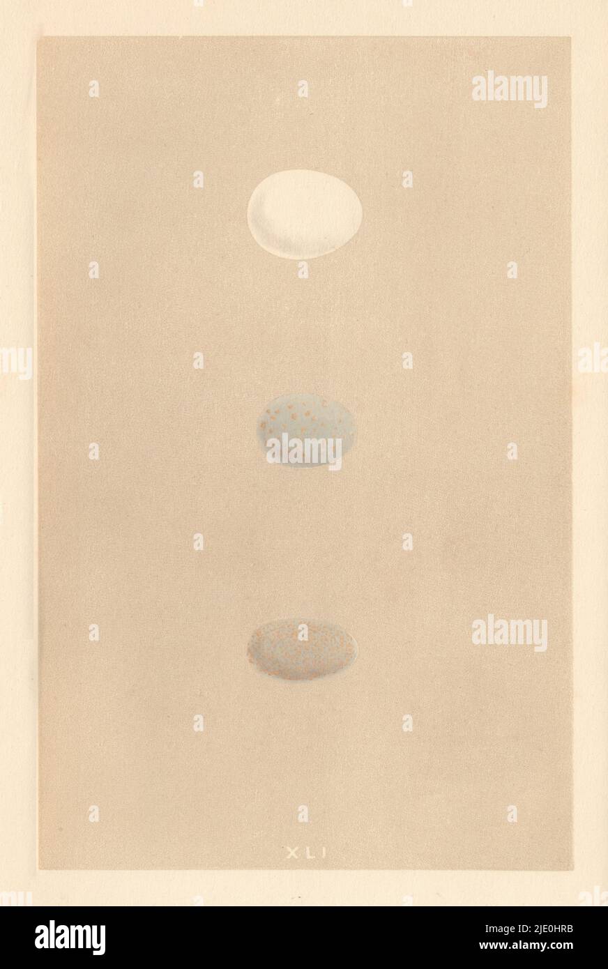 BRITISH BIRD EGGS. BeeEater. Hoopoe. MORRIS 1866 old antique print