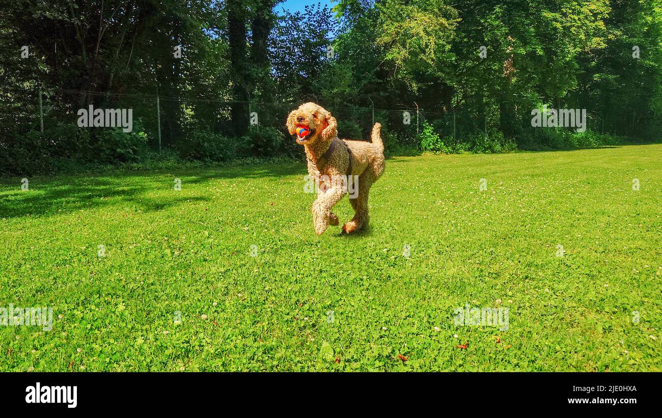 a cute poodle is playing with a ball Stock Photo - Alamy