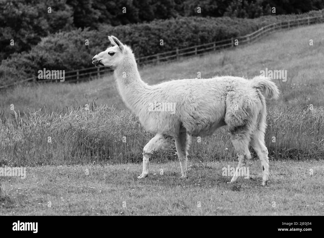 White llamas Black and White Stock Photos & Images - Alamy