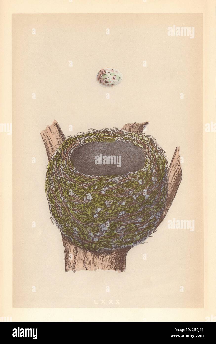 british-bird-eggs-nests-chaffinch-morris-1866-old-antique-print