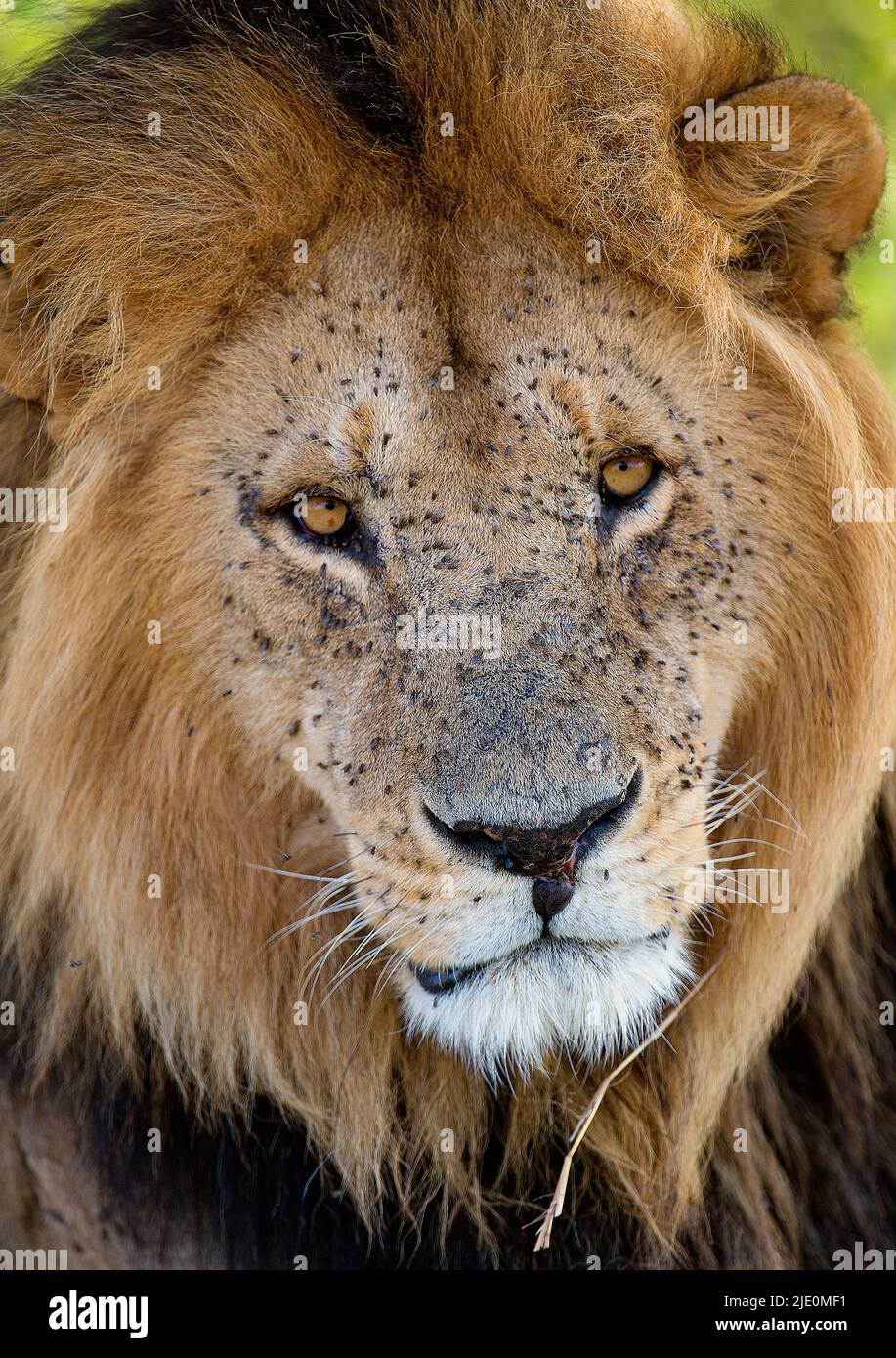 A male lion with its face full of flies.  Maasai Mara, Kenya, in July 2014. Stock Photo