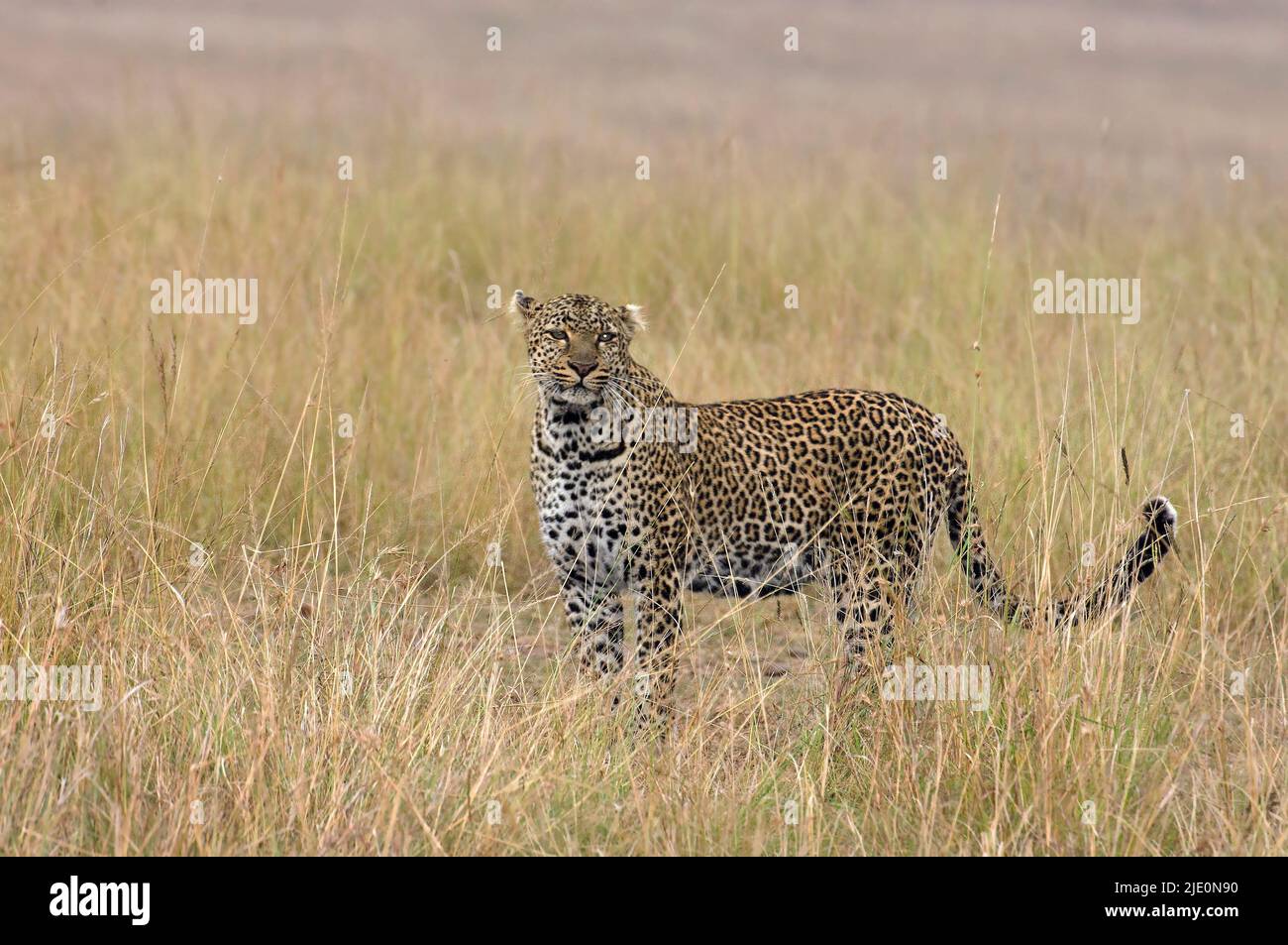 Leopard, Panthera pardus, in the long savanna grass of Maasai Mara, kenya. Stock Photo