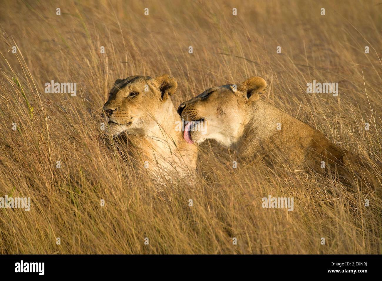 Lions of maasai mara hi-res stock photography and images - Alamy
