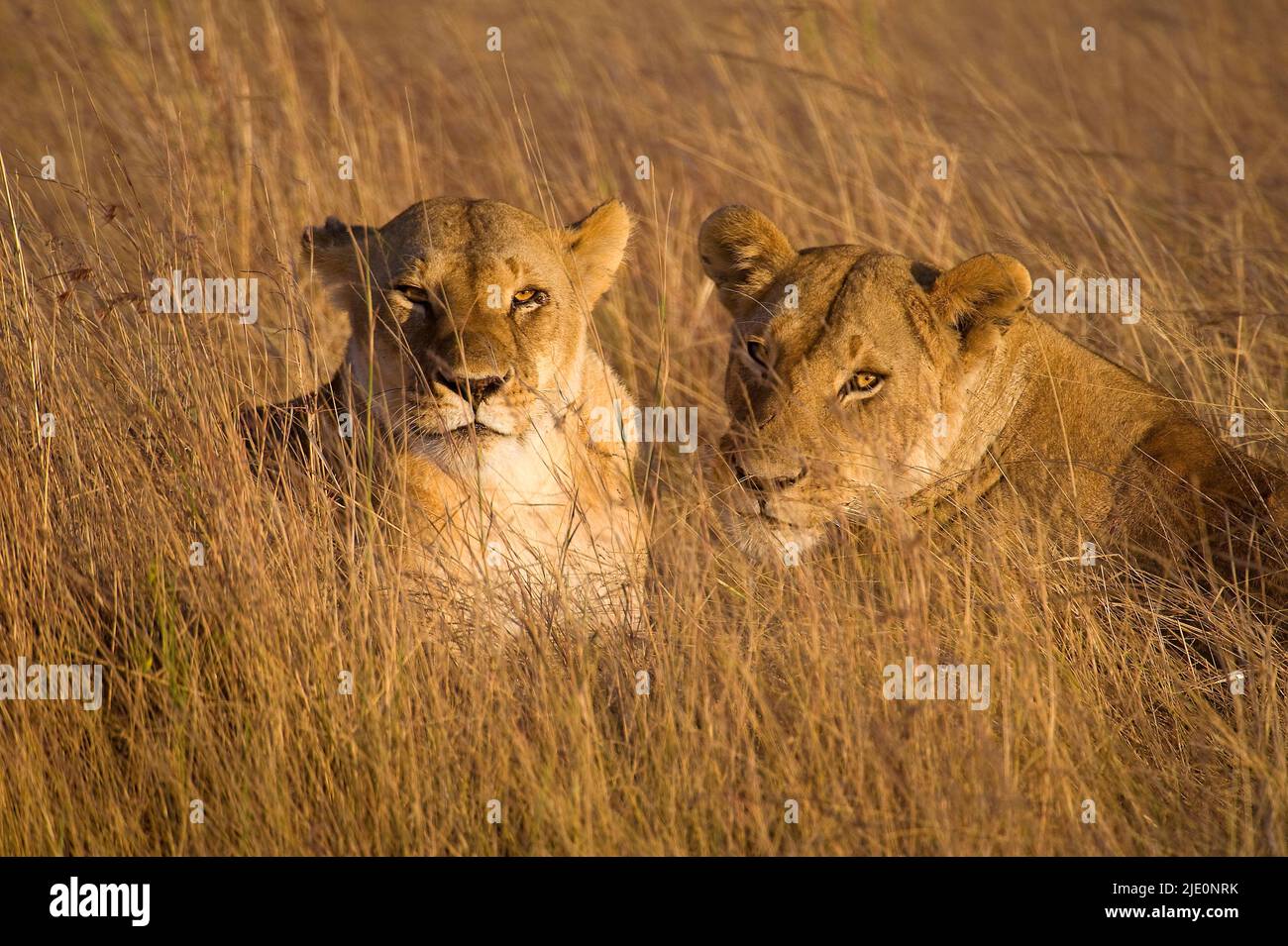 Lions of maasai mara hi-res stock photography and images - Alamy