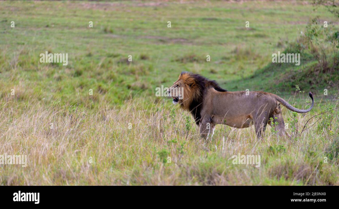 Male lion in the mara hi-res stock photography and images - Alamy