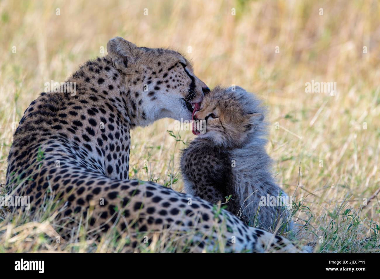 Monther cheetah licking her three months old cub. Photo from Maasai Mara, Kenya. Stock Photo