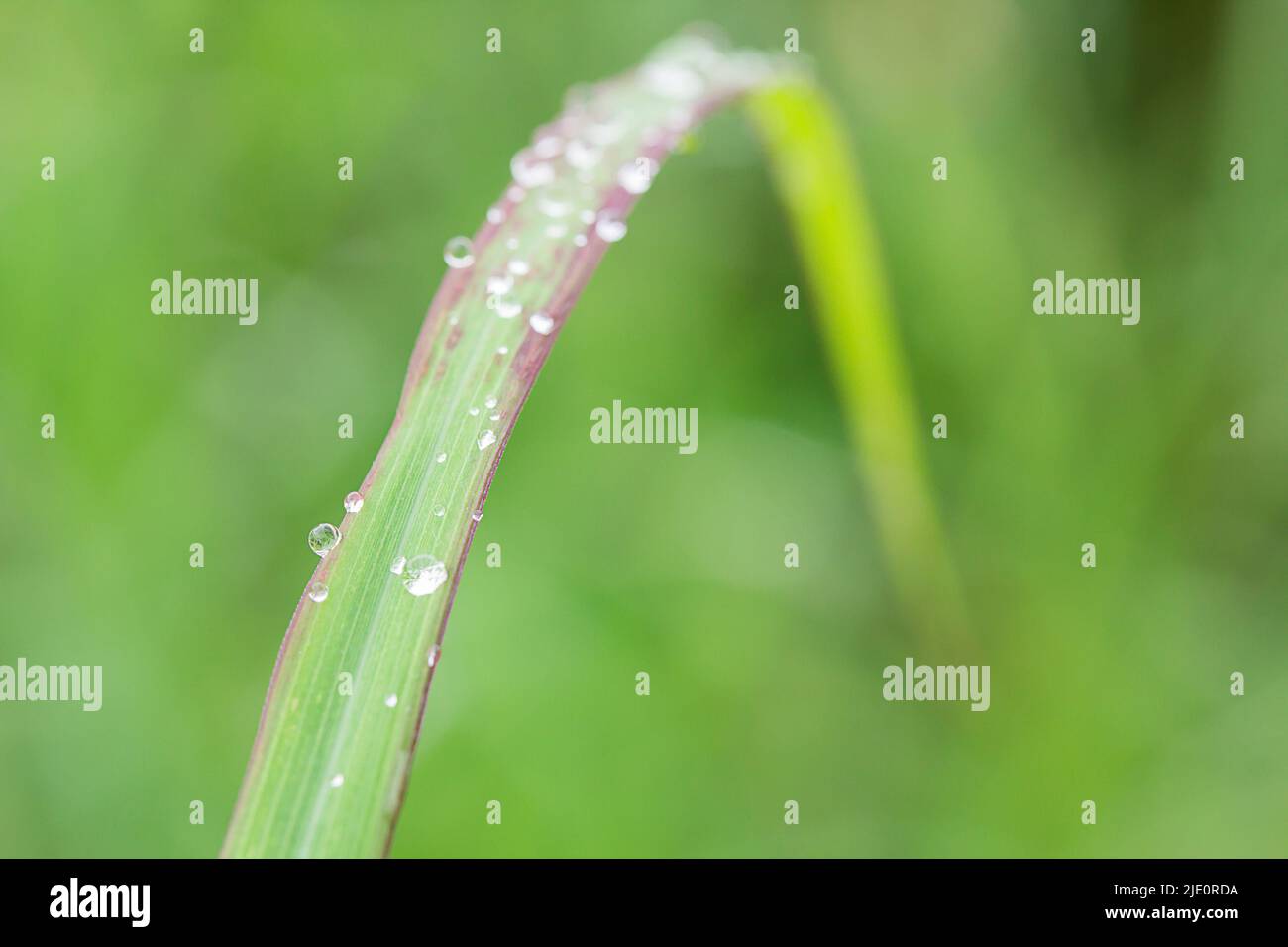 Fresh green grass with dew drops close up Stock Photo - Alamy