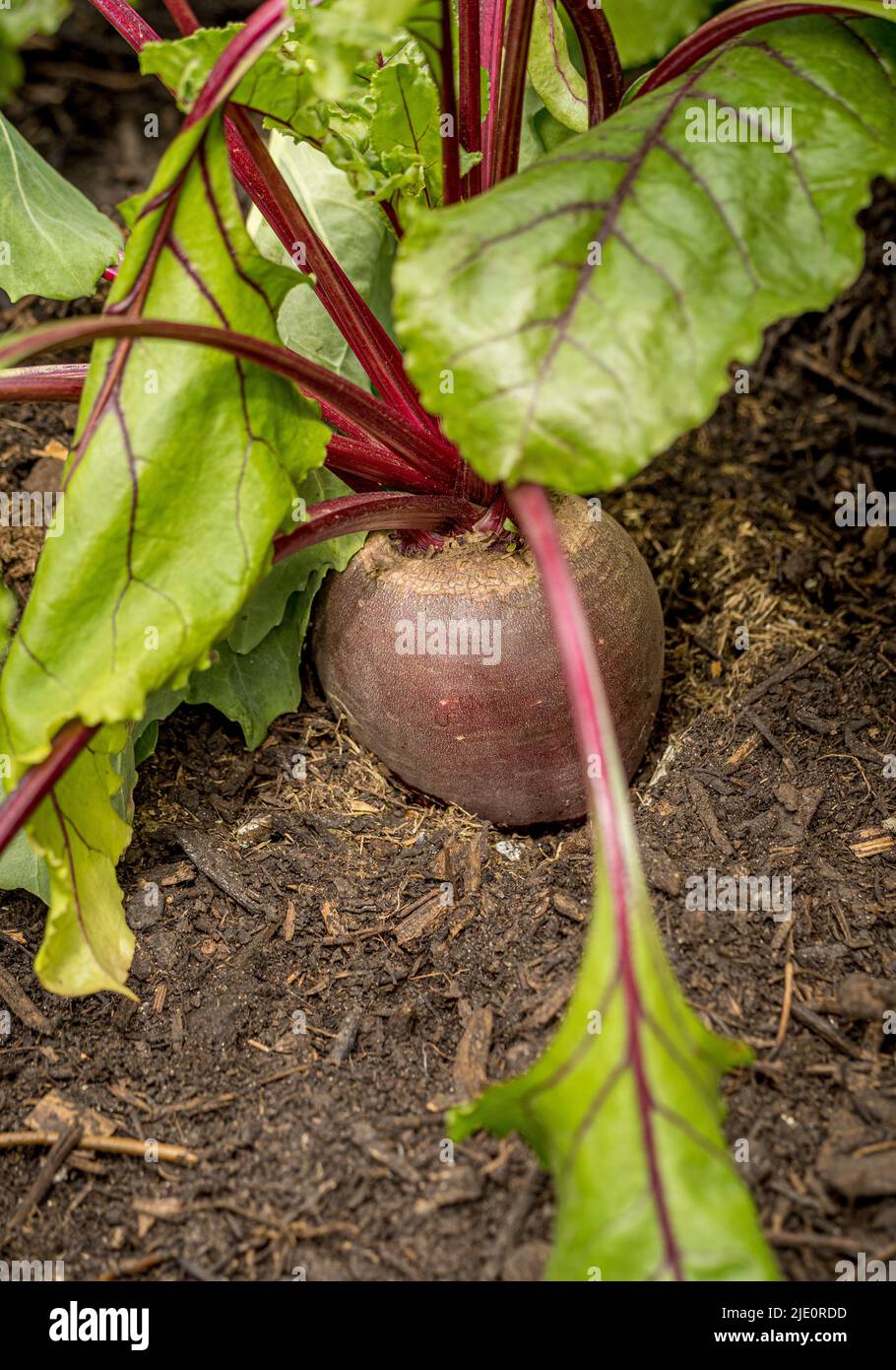 Beetroot growing in a UK vegetable garden, ready to pick Stock Photo
