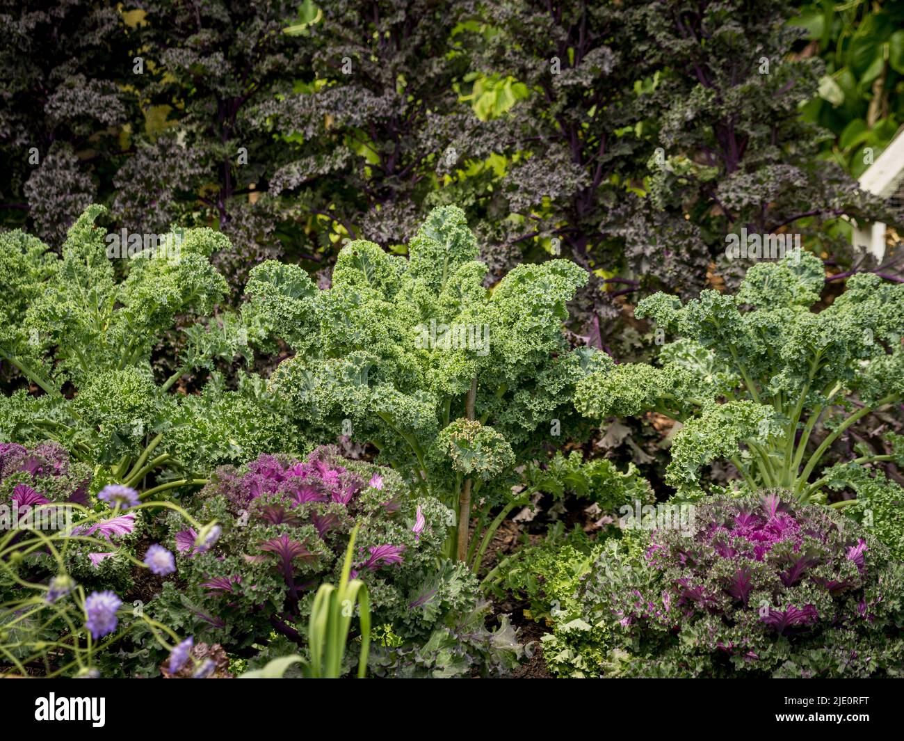 Different varieties of kale growing in a UK vegetable garden Stock