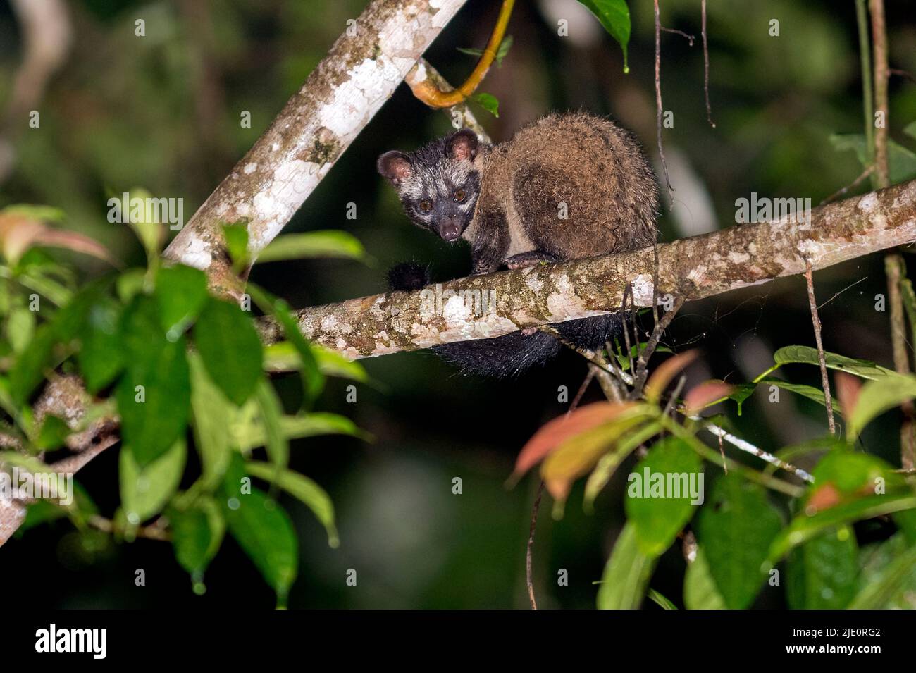 Island palm civit (Paradoxurus philippinensis) from Deramakot Forest Reserve, Sabah, Borneo.(Formerly known as Common or Asian Palm Civet, P. hermaphr Stock Photo